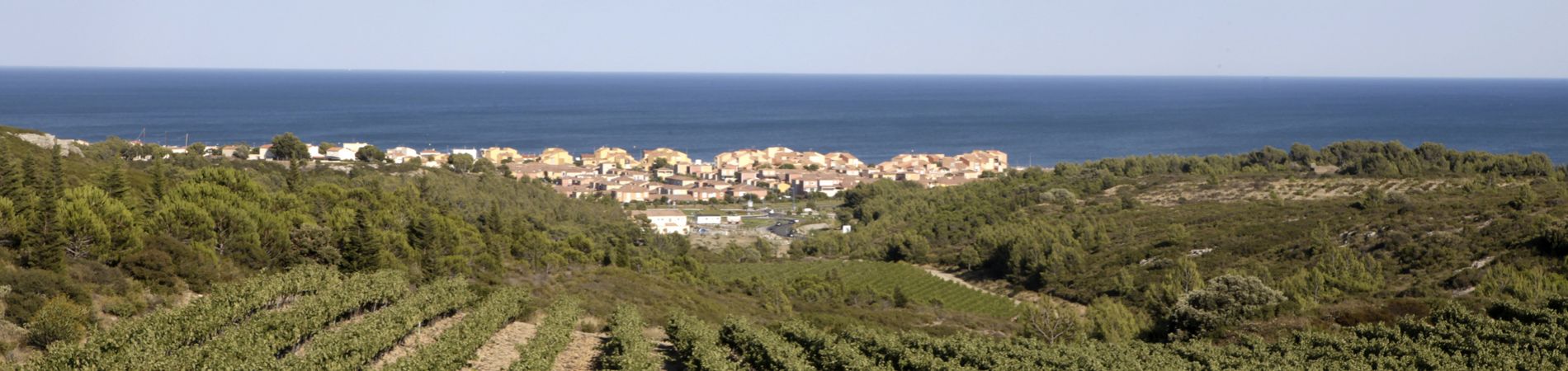 vignes région Languedoc-Roussillon