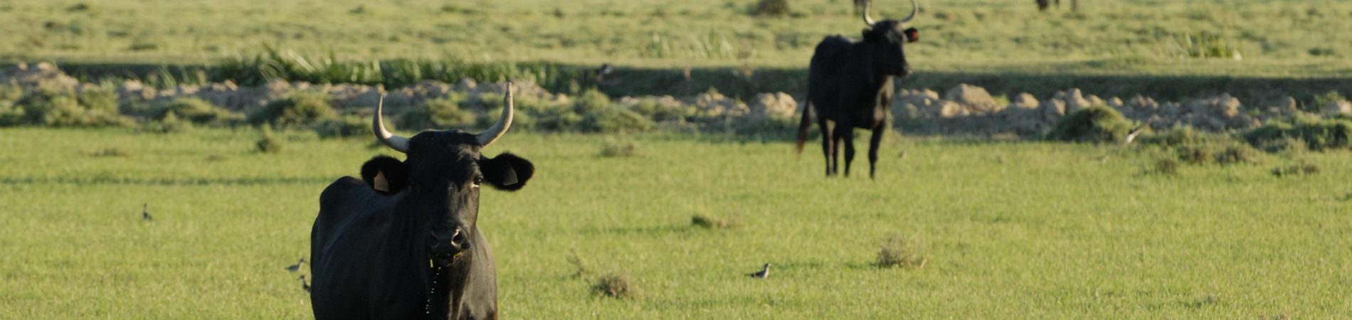 Les taureaux des manades Narbonnaises