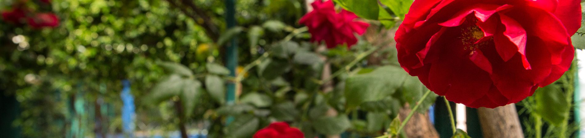 Jardin à la française au grands buffets